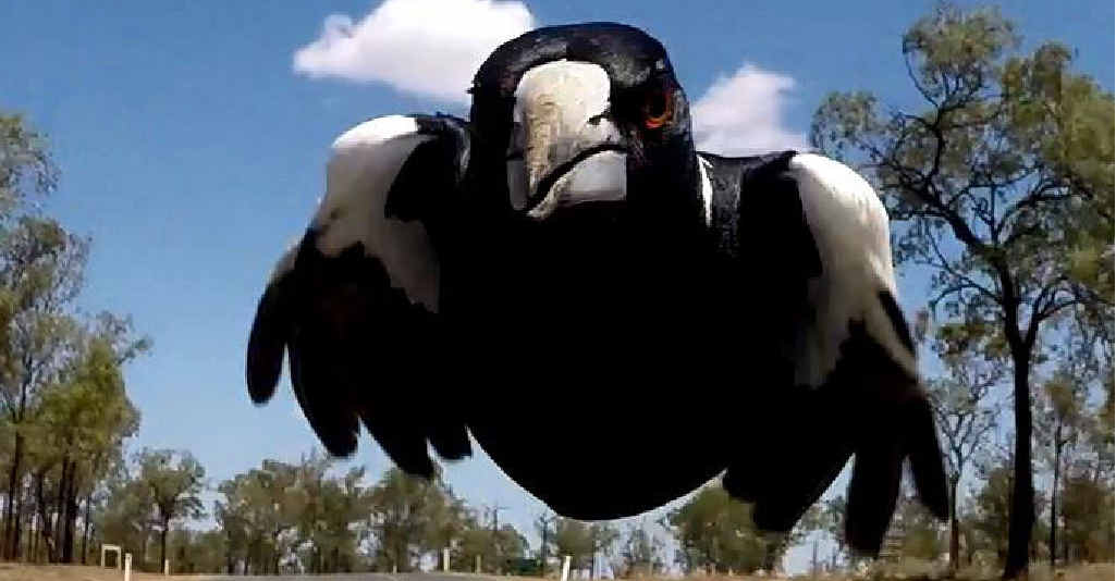 TARGET ACQUIRED: Monique Newton and Paula Rapson captured shots on their GoPro camera of vicious magpies as they descended on motorbike riders near the Gemfields last year. TARGET ACQUIRED: Monique Newton and Paula Rapson captured shots on their GoPro camera of vicious magpies as they descended on motorbike riders near the Gemfields last year.